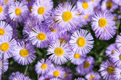 Purple Daisy sunrise flower Nature background. Chamomile spring meadow