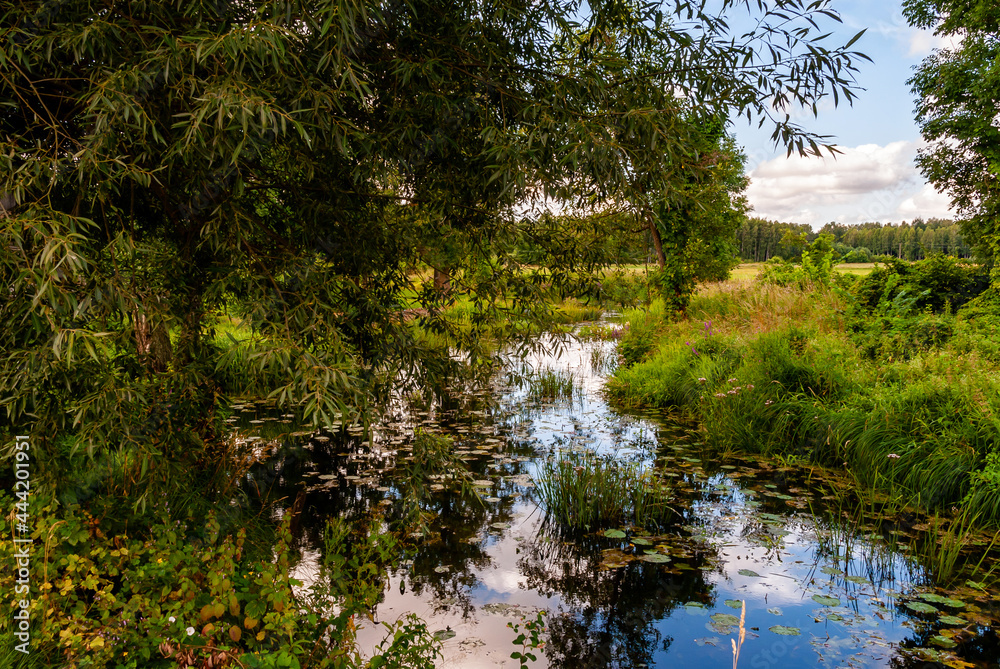 Lato w Dolinie Górnej Narwi, Podlasie, Polska