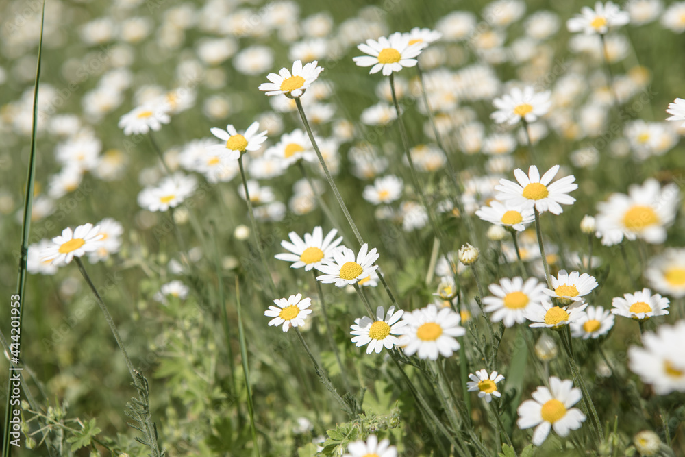 Blooming daisy field, Chamomile flowers on a meadow in summer. Blooming daisy field, Chamomile flowers on a meadow in summer.