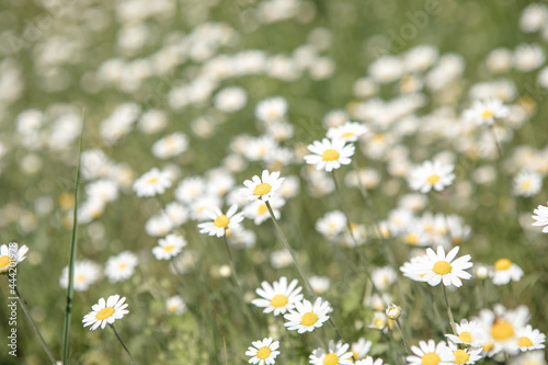 Blooming daisy field, Chamomile flowers on a meadow in summer.