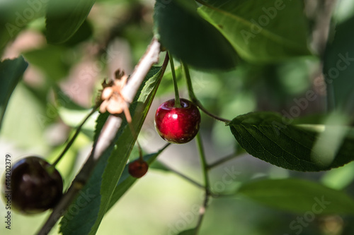 Ripe sweet cherries hanging from the branch of a cherry tree.