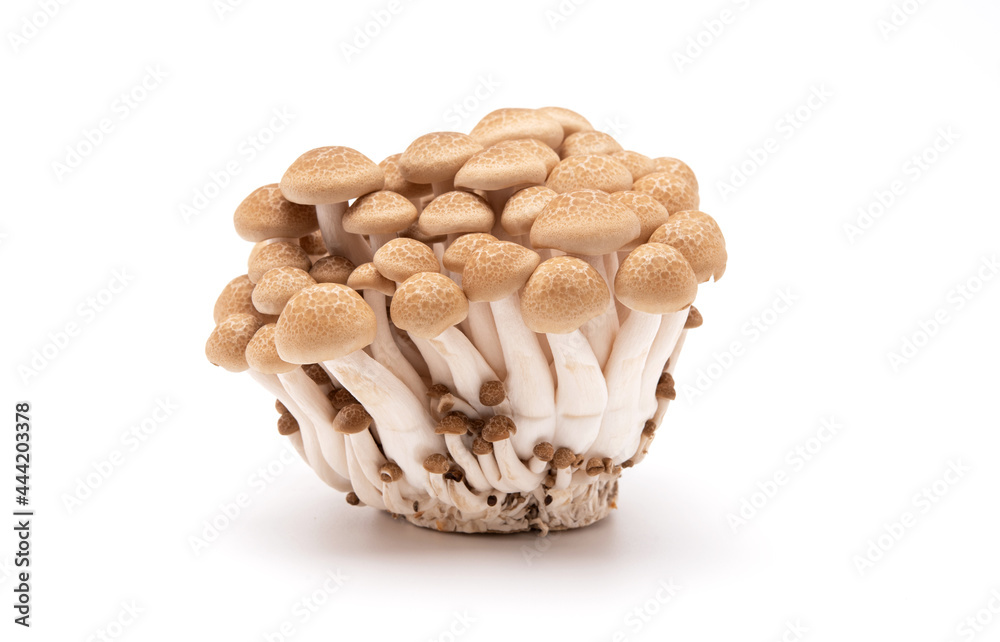Brown shimeji mushrooms isolated on white background. Japanese food Brown shimeji mushrooms isolated on white background. Japanese food