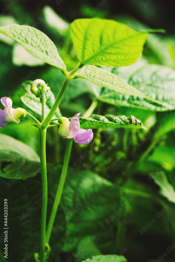 Bean flowering, agriculture, green vegetables. Nutritious and sustainable food Bean flowering, agriculture, green vegetables. Nutritious and sustainable food