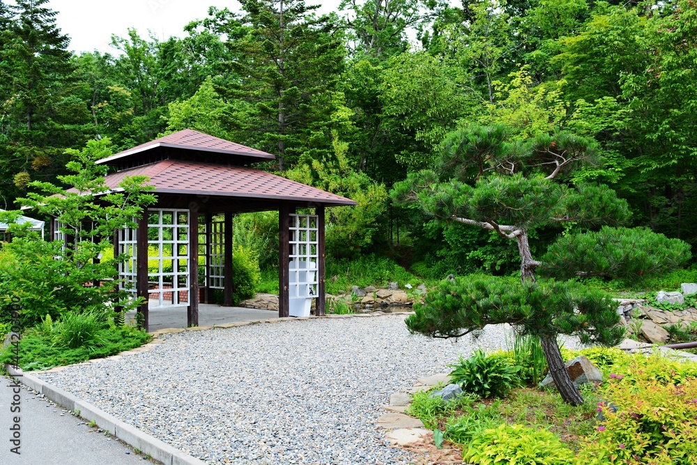 Small Japanese style gazebo in park next to pine bonsai tree Small Japanese style gazebo in park next to pine bonsai tree