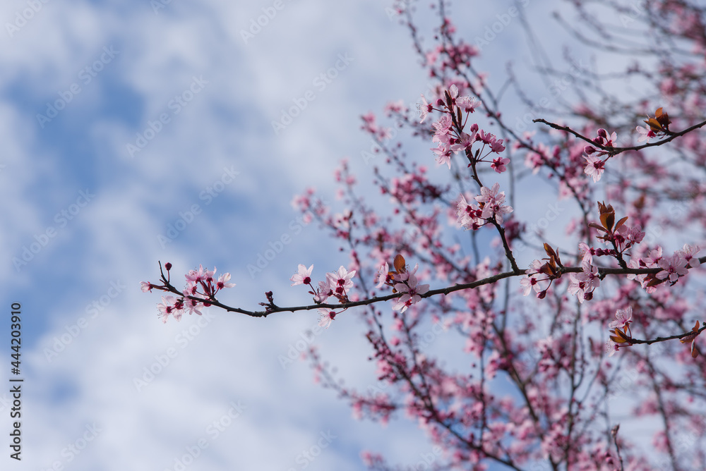 Un cerisier en fleurs rose au printemps. Un prunus en fleurs. Un arbre fleurit au printemps. Un cerisier en fleurs rose au printemps. Un prunus en fleurs. Un arbre fleurit au printemps.