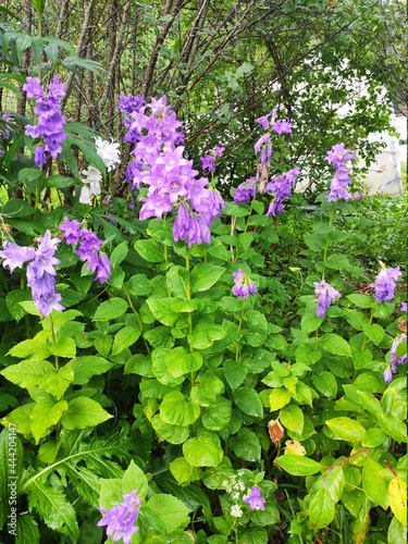 purple bells in the garden