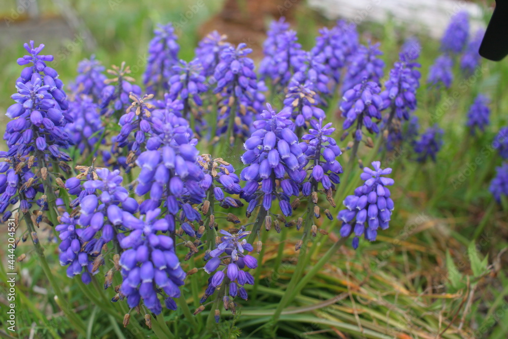 奈良県 又兵衛桜 奈良県 又兵衛桜