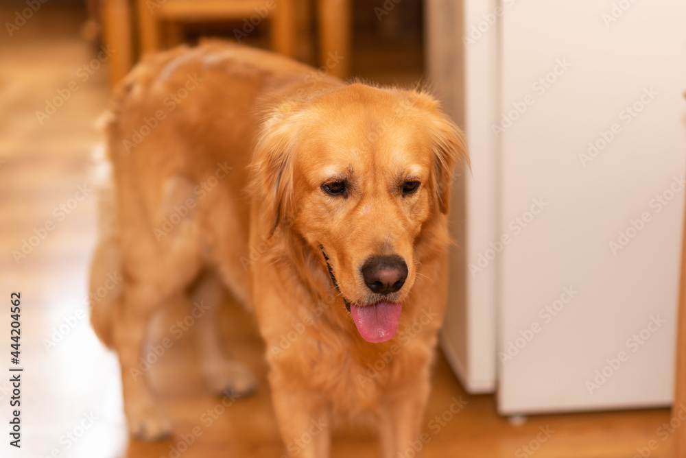 Golden Labrador Retriever bored on a wooden floor in the kitchen.Blurry background.