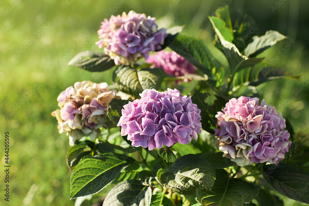 Violet, lilac, purple flowers of Hydrangea macrophylla. Bushes are blooming in summer in the garden. Violet, lilac, purple flowers of Hydrangea macrophylla. Bushes are blooming in summer in the garden.