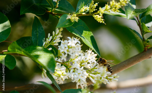 Biene beim Sammelflug und bestäuben der Blüten  photo