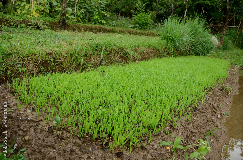 closeup the green ripe paddy plant soil heap in the farm over out of focus green brown background. closeup the green ripe paddy plant soil heap in the farm over out of focus green brown background.