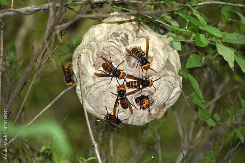 コガタスズメバチの巣