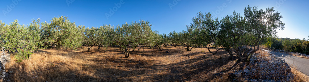 panoramic view of olive grove on the island Solta, Croatia