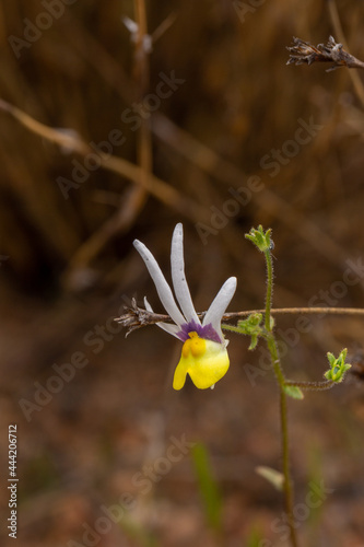 Nemesia sp. seen close to Nieuwoudtville in the northern Cape of South Africa photo