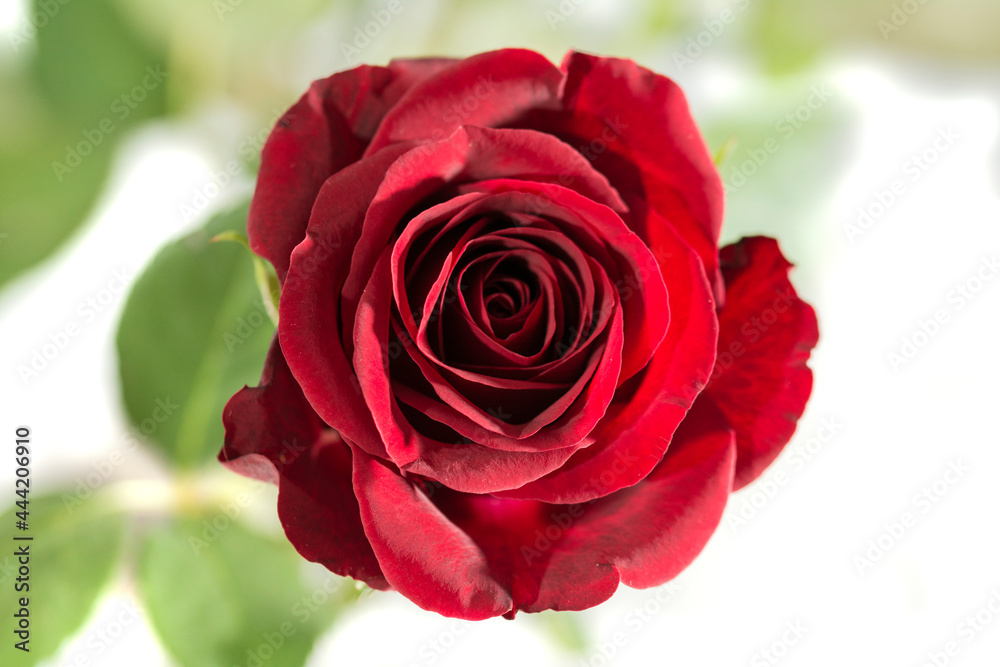 Fototapeta premium Rote Rose