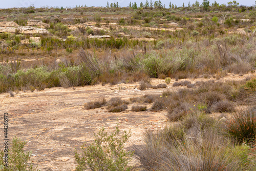 Landscape on the Bokkeveld Plateau close to Nieuwoudtville in the Northern Cape of South Africa