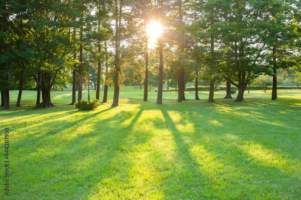 morning garden