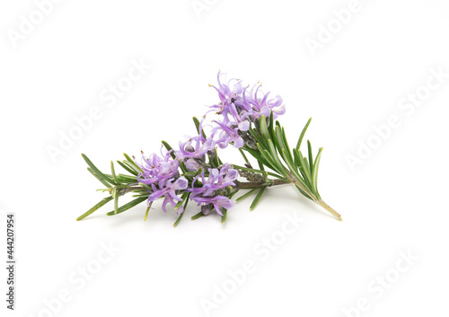 Rosemary sprig flowering isolated on white background. Aromatic evergreen shrub