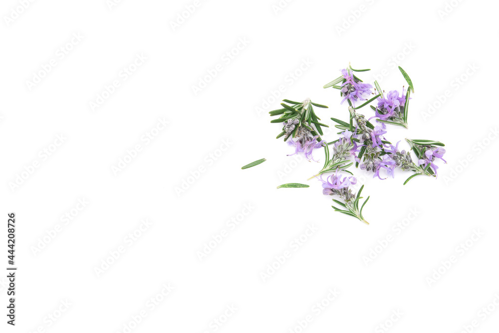 Obraz premium Rosemary isolated on white background. copy space. Aromatic evergreen shrub