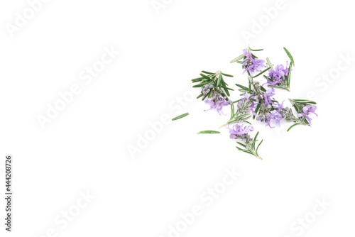 Wallpaper Mural Rosemary isolated on white background. copy space. Aromatic evergreen shrub Torontodigital.ca