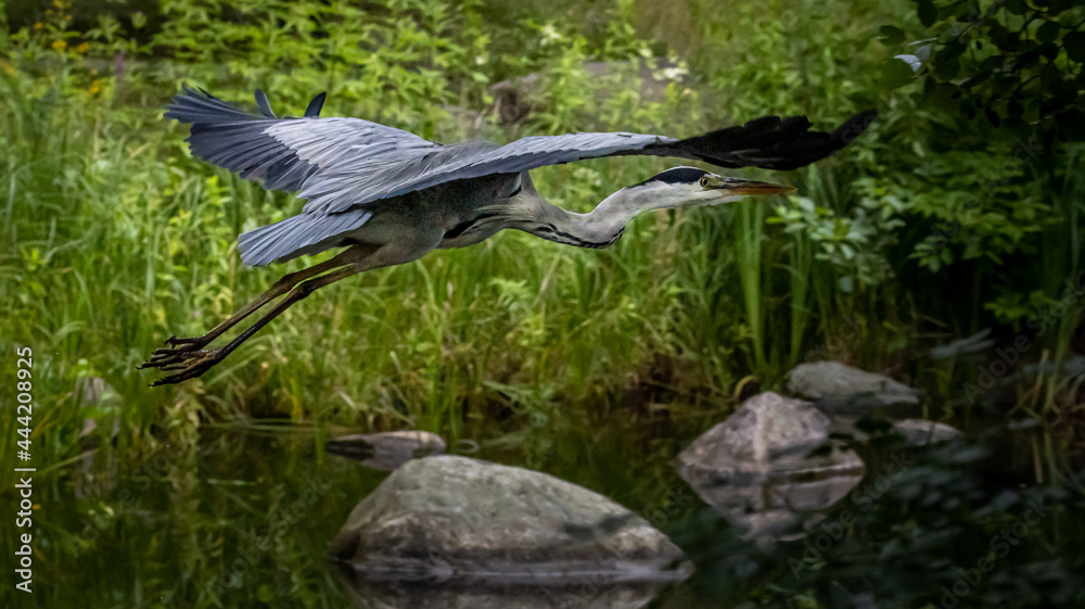 Naklejka premium Graureiher