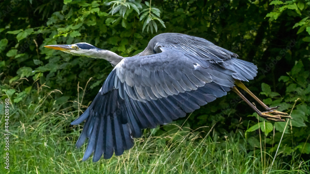 Naklejka premium Graureiher