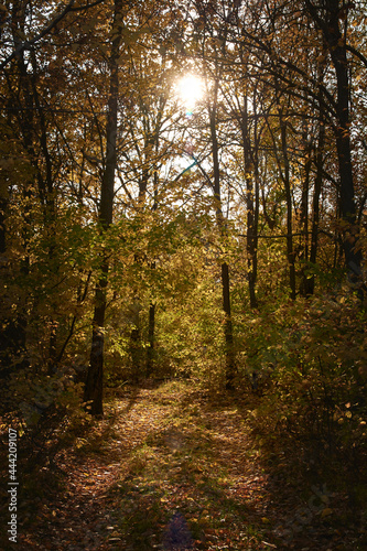 path in the woods © Сергей Калёв