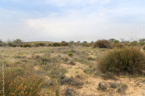 Landscape north of Nieuwoudtville on the Bokkeveld Plateau during the drought in September 2017 photo