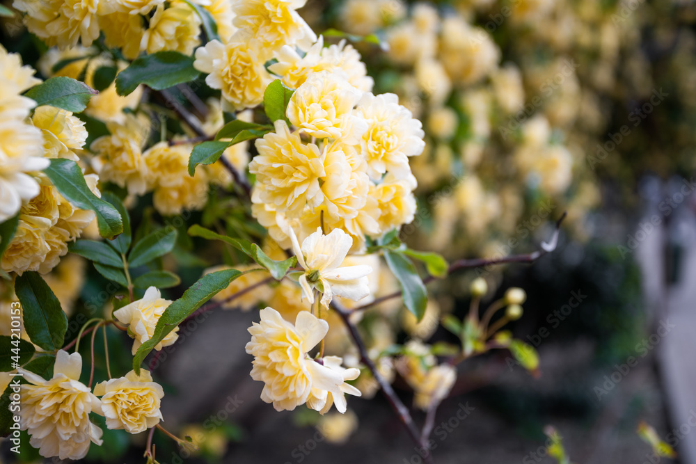 Beautiful Banks Rose. A bush of yellow roses. A fragrant garden on a spring afternoon. Beautiful Banks Rose. A bush of yellow roses. A fragrant garden on a spring afternoon.