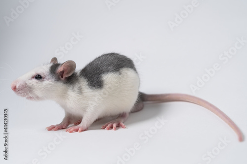 White rat with gray back isolated on white background. Experimental animal. Testing drugs and cosmetics in rats and mice. Close-up. photo