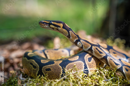 The boa constrictor lifted his head up and looks into the distance. Snake in the grass. Forest dwellers. Close-up.