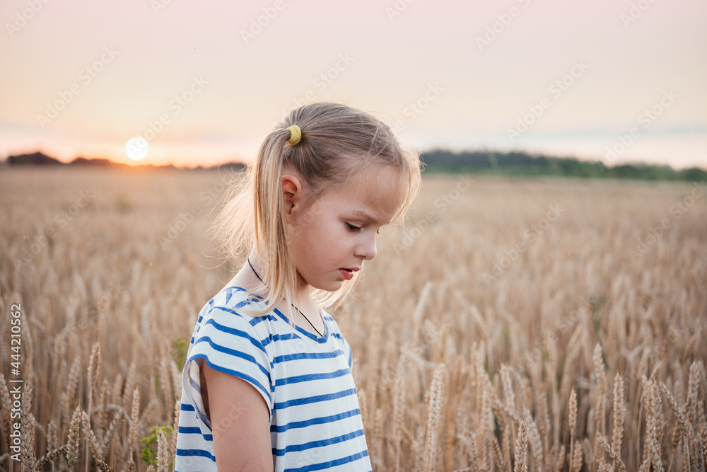 Little girl in the yellow wheat field at sunset summer landscape, summer agricultural background with ripe wheat spikes Little girl in the yellow wheat field at sunset summer landscape, summer agricultural background with ripe wheat spikes