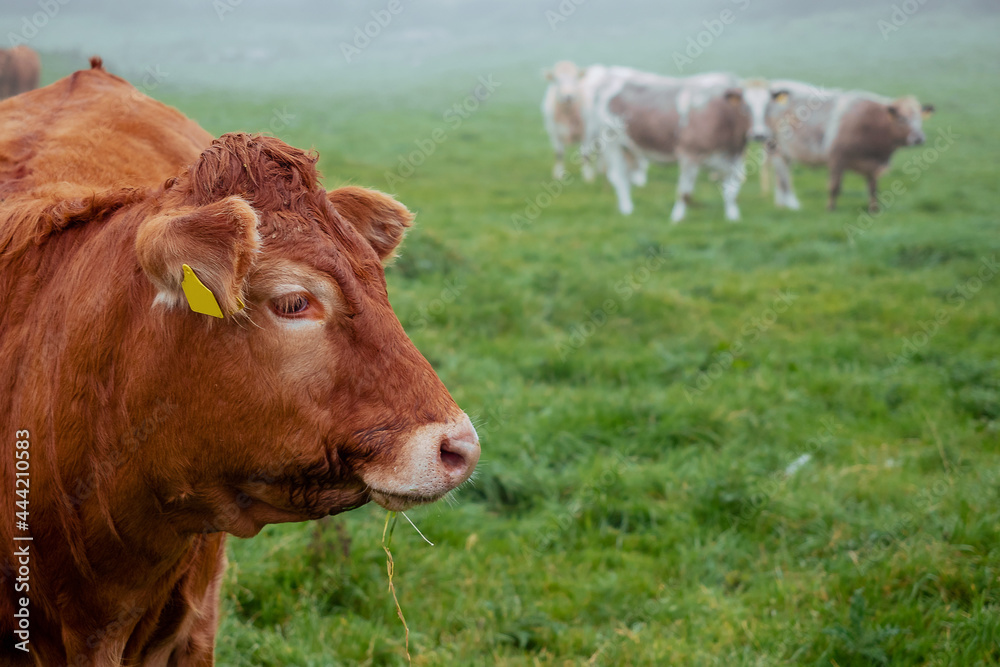 cows in field, fog in the background