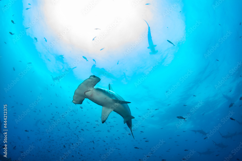 Hammerhead shark (Sphyrnidae) swimming in tropical underwaters - obrazy, fototapety, plakaty 