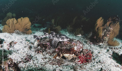 Walking shark (Heterodontus quoyi) swimming in tropical underwaters. photo