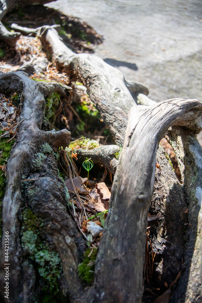 Small young sprout intertwined with old mossy tree roots Small young sprout intertwined with old mossy tree roots