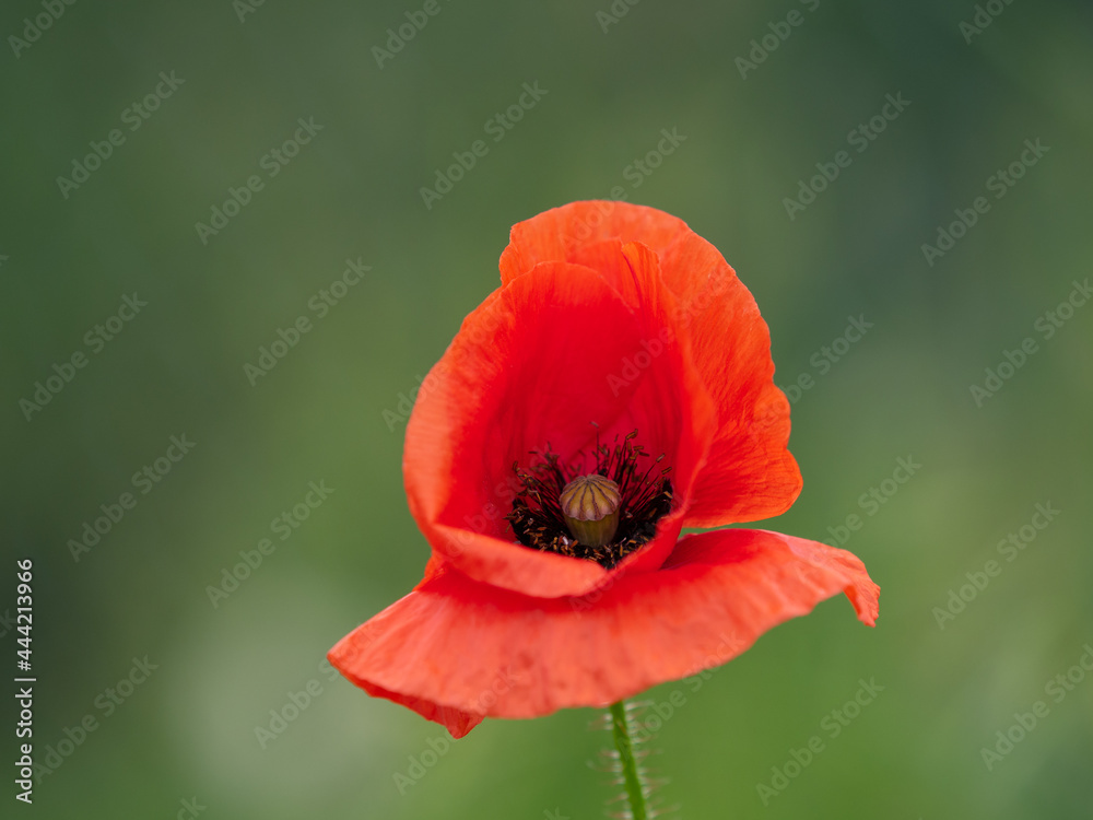 Fototapeta premium Mohnblüte