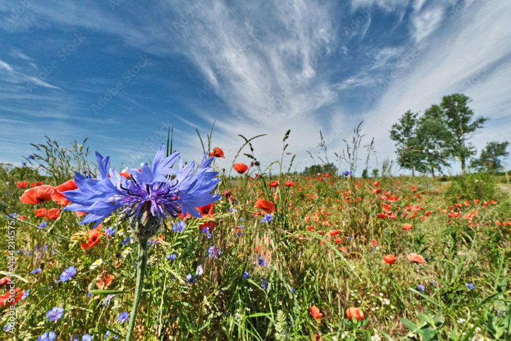 Sommerliche Blütenwiese mit Gräsern, Raps, Kornblumen und Klatschmohn. Sommerliche Blütenwiese mit Gräsern, Raps, Kornblumen und Klatschmohn.