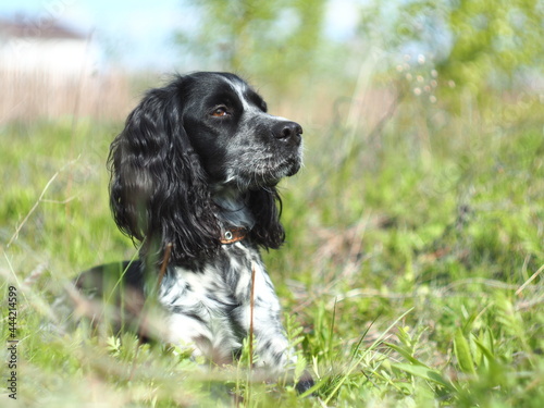 Foto english springer spaniel