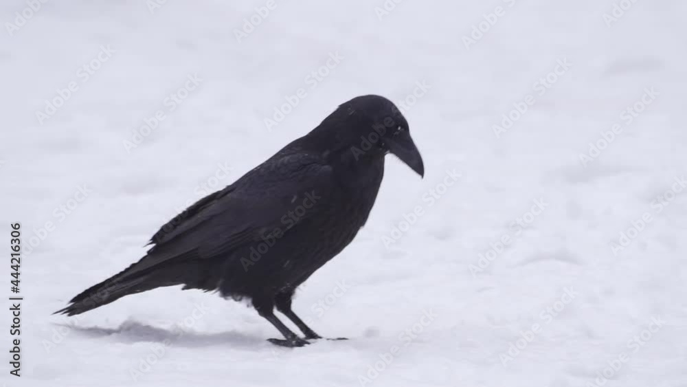 The black crow walks on the white snow and digs in the snow with its beak. Close-up, slow motion, HD. The black crow walks on the white snow and digs in the snow with its beak. Close-up, slow motion, HD.