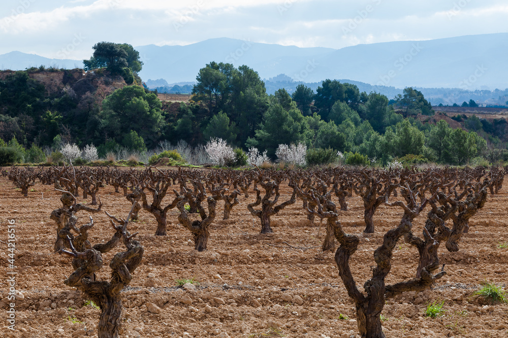 Paisaje rural de viñedos durante el invierno en la Comarca del Penedés, Barcelona