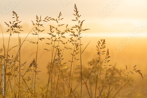 Grass panicles on a summer meadow in the morning fog, through which the rays of the rising sun break through