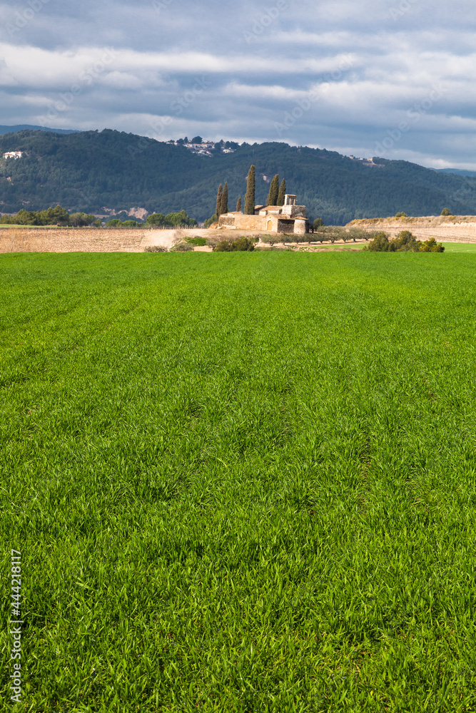 Paisaje rural de viñedos durante el invierno en la Comarca del Penedés, Barcelona