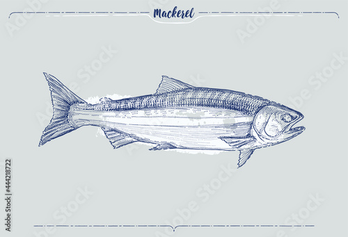 Hand-drawn vector Mackerel illustration by hand sketch style. drawn by single color lines and dots.