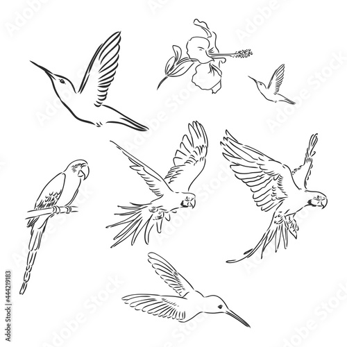 tropical parrot and bird head black and white vector outline
