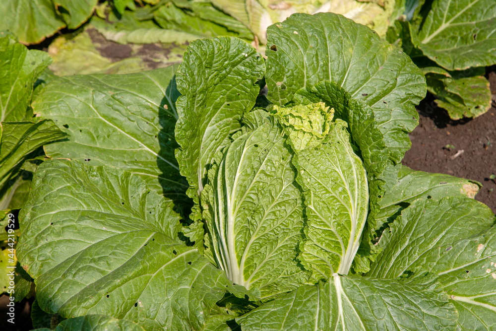 Obraz premium vegetables in the garden, Chinese cabbage