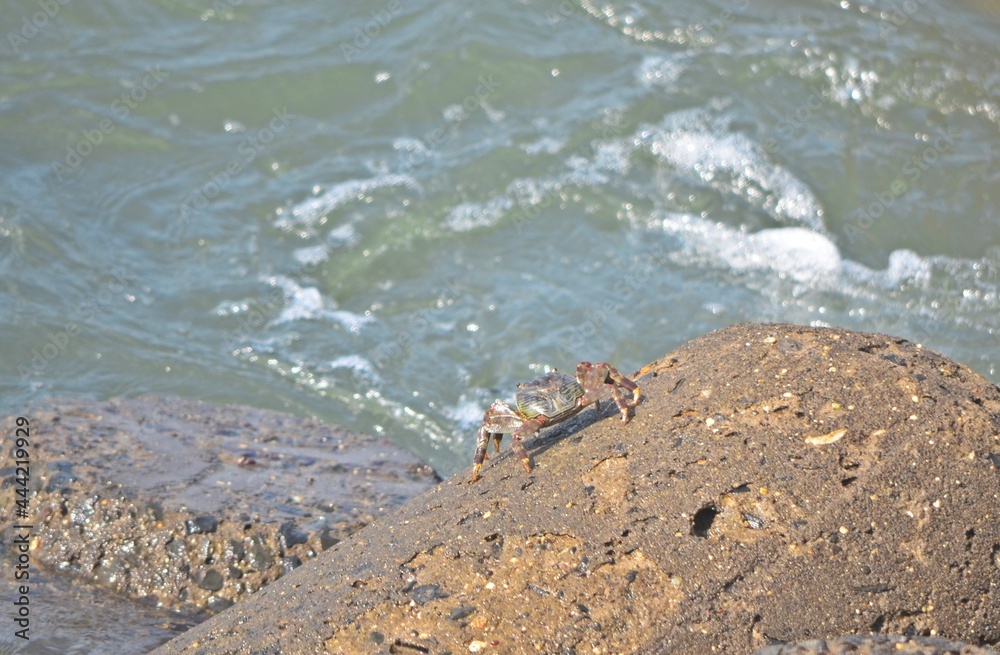 Obraz premium crab on rock