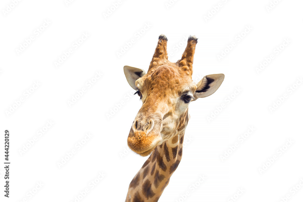 Naklejka premium Cute giraffe close-up (head) on a white background. Suitable for cover, banner, postcard.