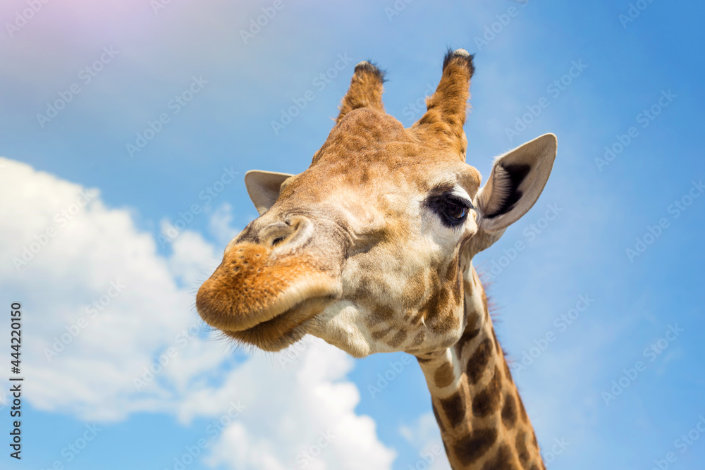 Fototapeta premium Cute giraffe close-up (head) against the blue sky. Suitable for a postcard, banner, cover.