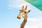 Cute giraffe close-up (head) under the tent against the blue sky. Suitable for a postcard, banner, cover.